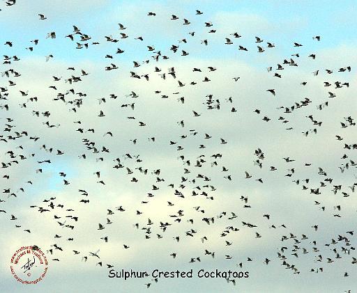 Sulphur Crested Cockatoos 9Y545DA-002.JPG